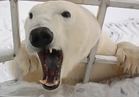 Polar Bears 2 sm-2